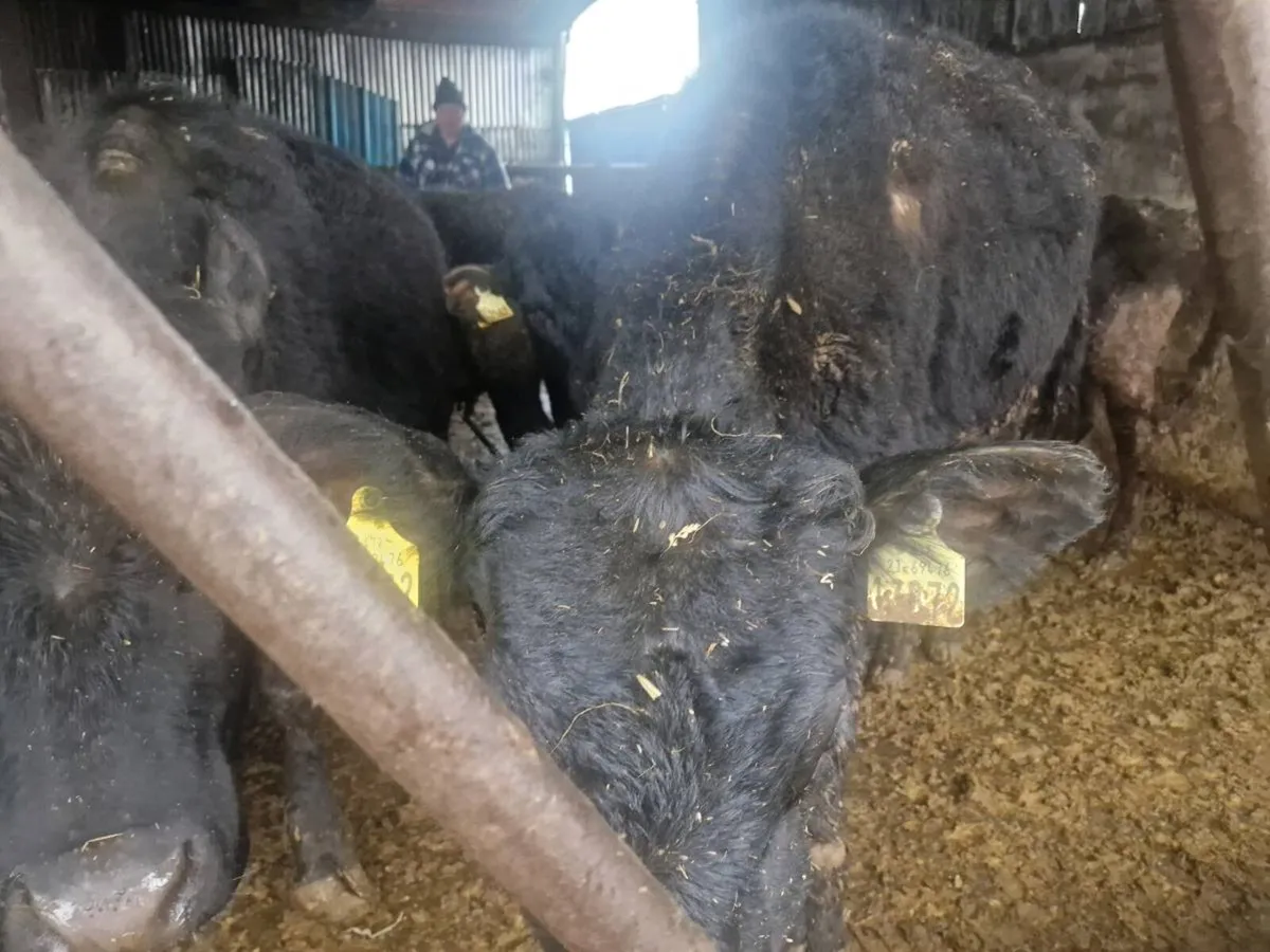 8 Abdereen angus heifers - Image 3