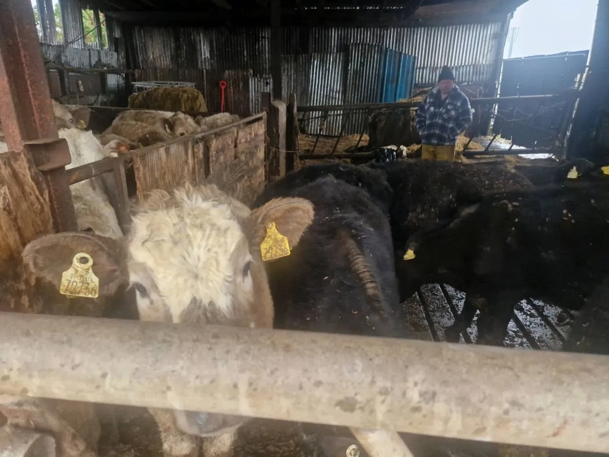 8 Abdereen angus heifers - Image 4