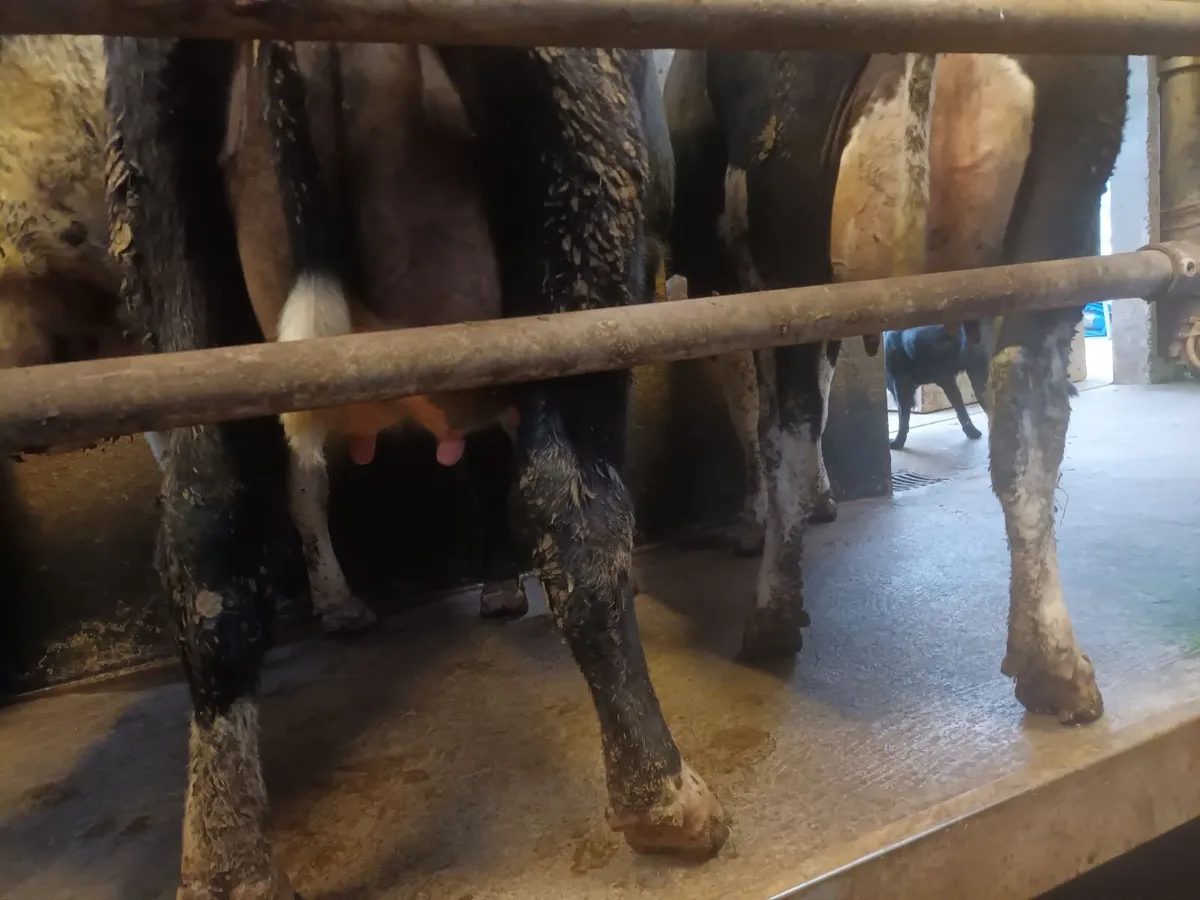 Calved heifers - Image 2