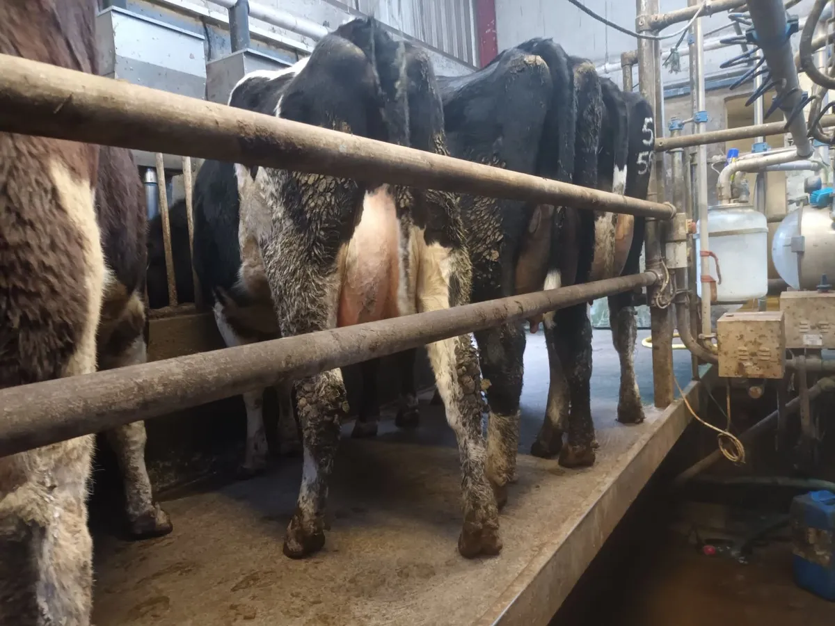 Calved heifers - Image 1