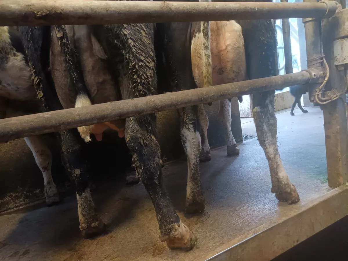 Calved heifers - Image 3