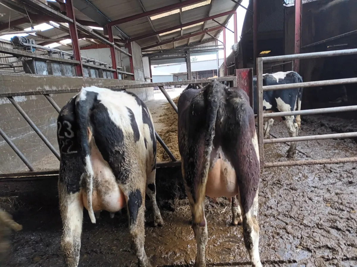 Calved heifers - Image 4