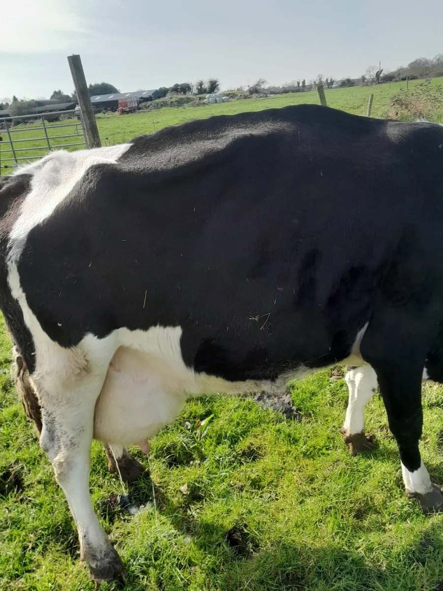 Cow for sale - Image 1