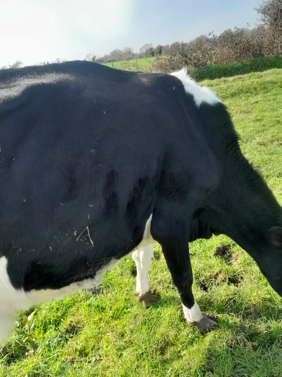 Cow for sale - Image 2