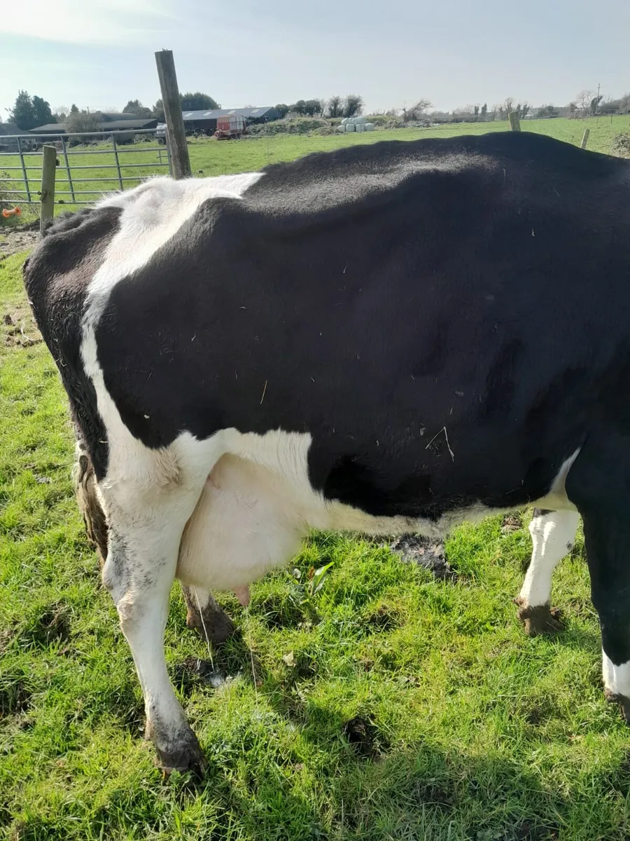 Cow for sale - Image 3