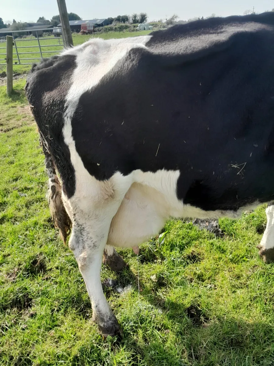 Cow for sale - Image 4