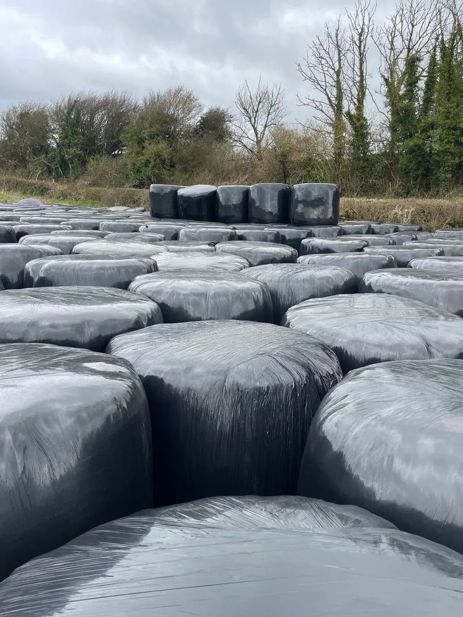 Grass silage bales - Image 2