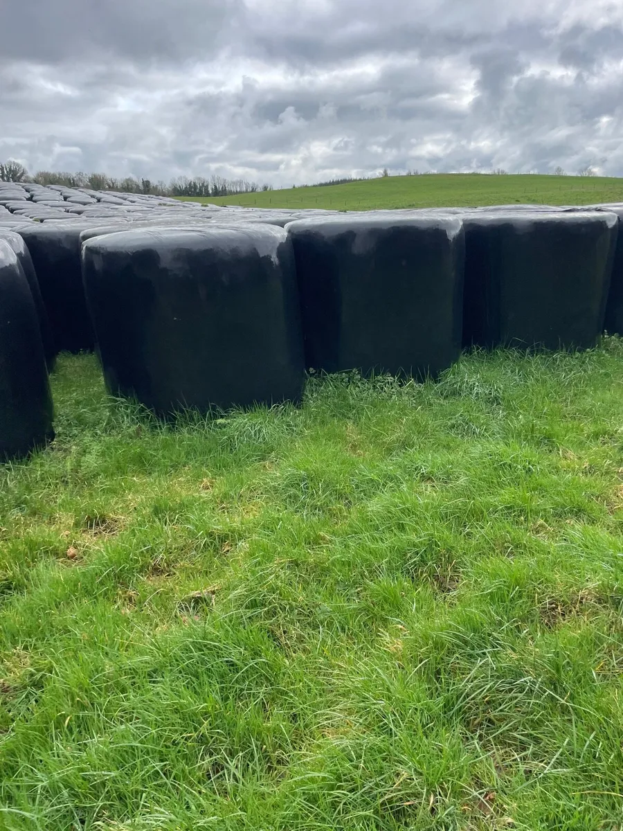 Grass silage bales - Image 3