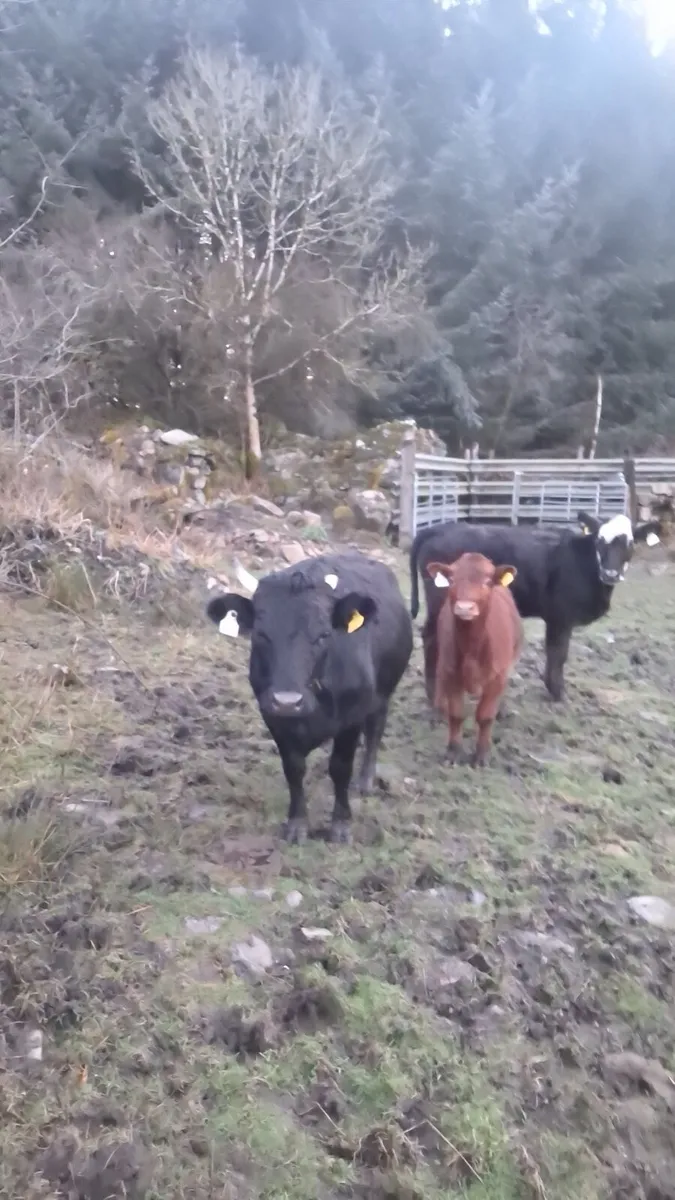 Angus bull weanling - Image 3