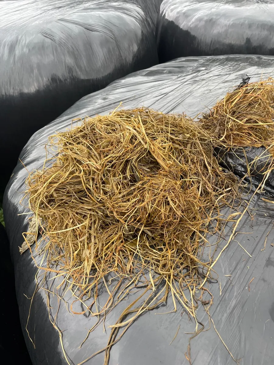 Grass silage bales - Image 4