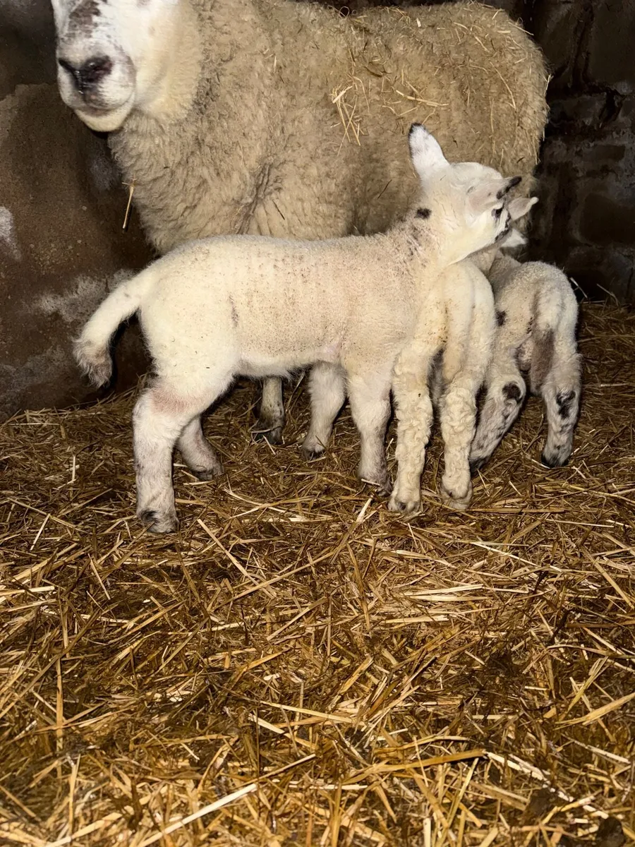 Strong Pet lambs - Image 3