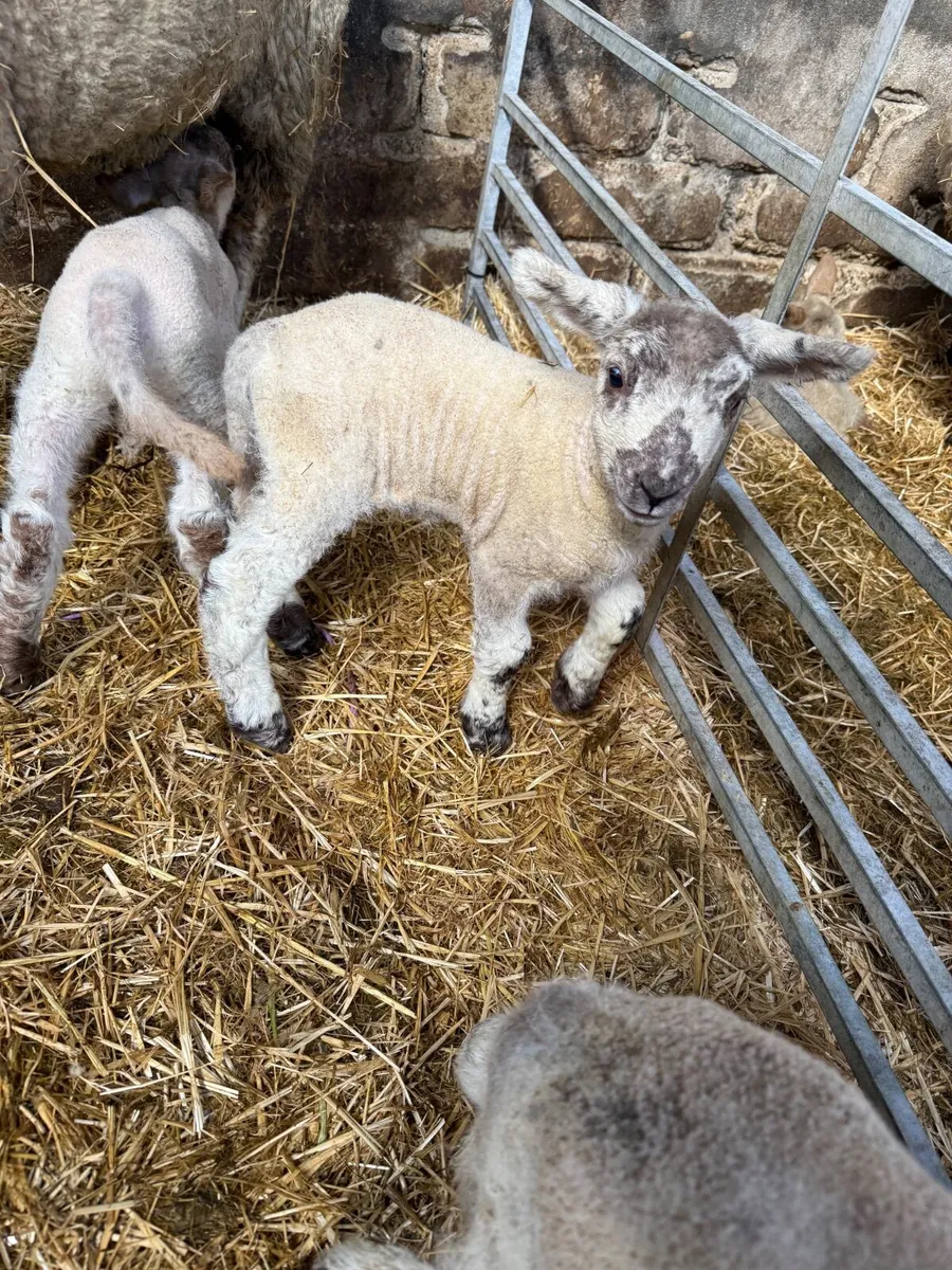Strong Pet lambs - Image 1