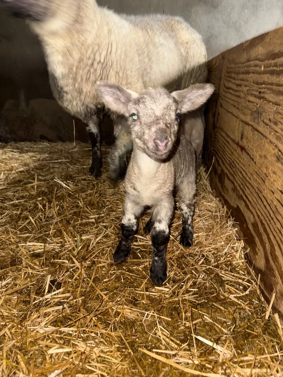 Strong Pet lambs - Image 2