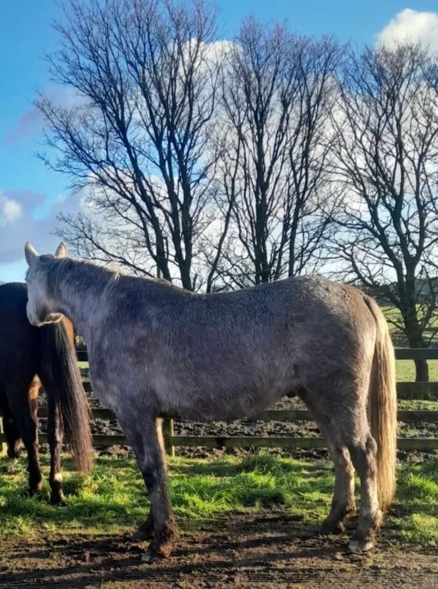 4yr Old Roan Gelding – Quiet & Full of Potential - Image 3