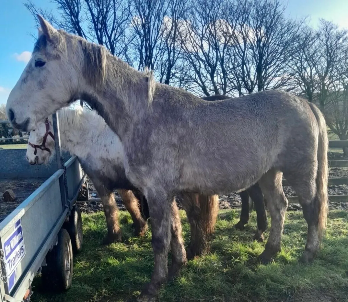 4yr Old Roan Gelding – Quiet & Full of Potential - Image 1