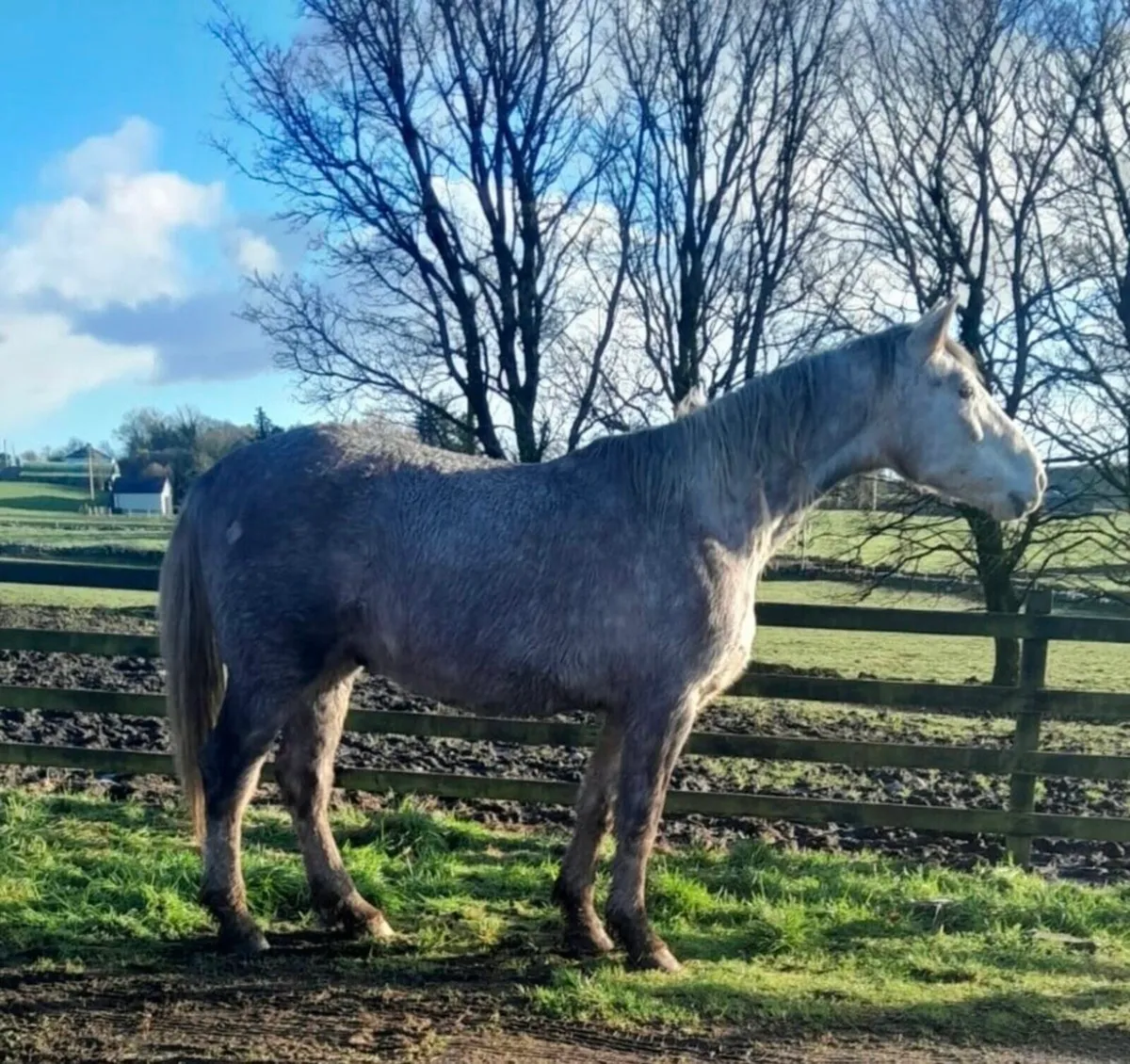 4yr Old Roan Gelding – Quiet & Full of Potential - Image 2