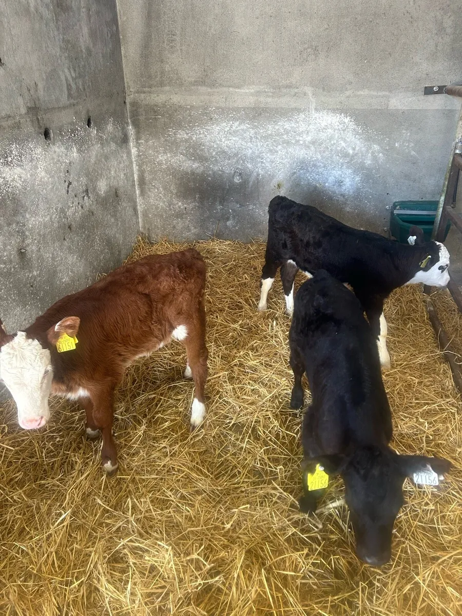 Calves - Image 2