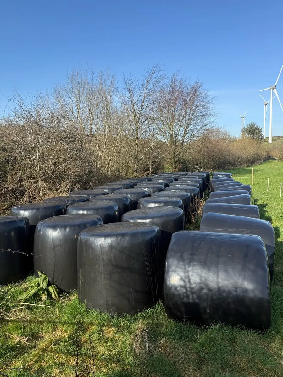 Quality silage - Image 2
