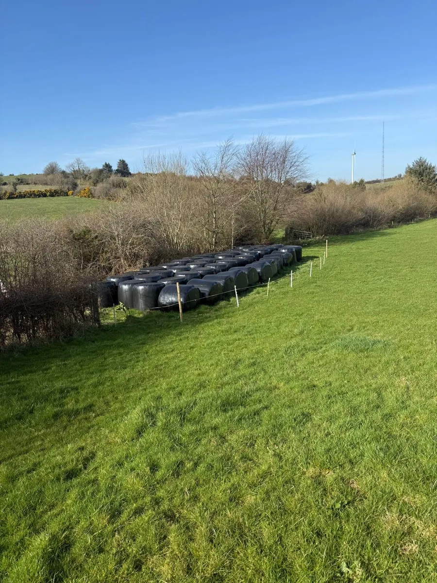 Quality silage - Image 1