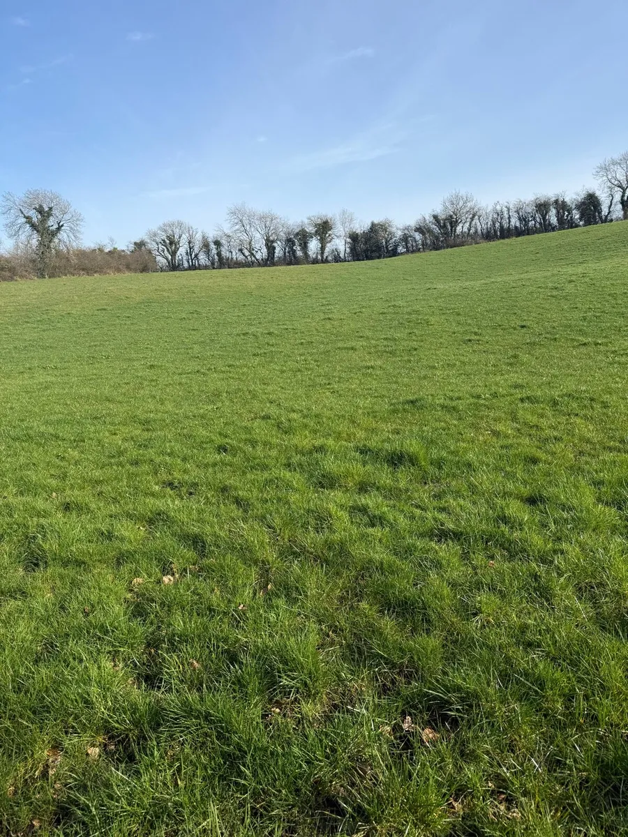 Quality silage - Image 3