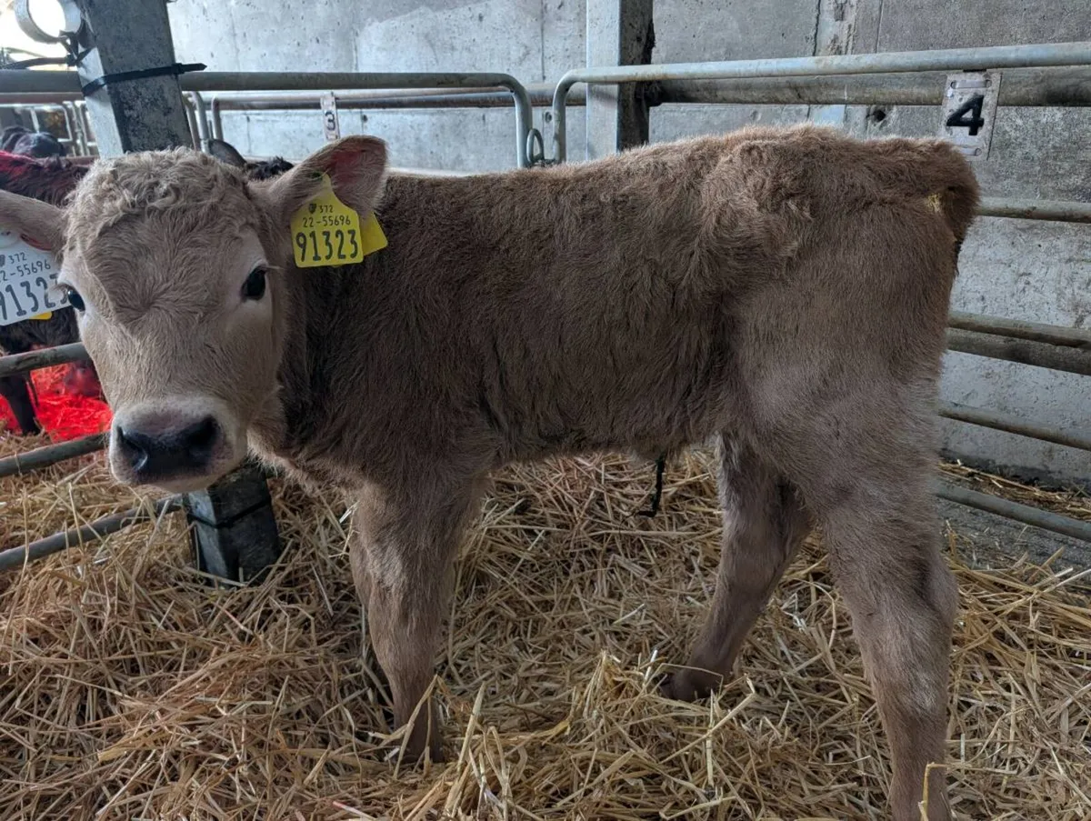 Suck foster calves calf - Image 1