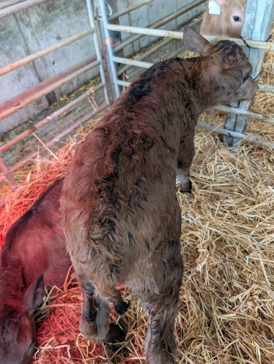 Suck foster calves calf - Image 2