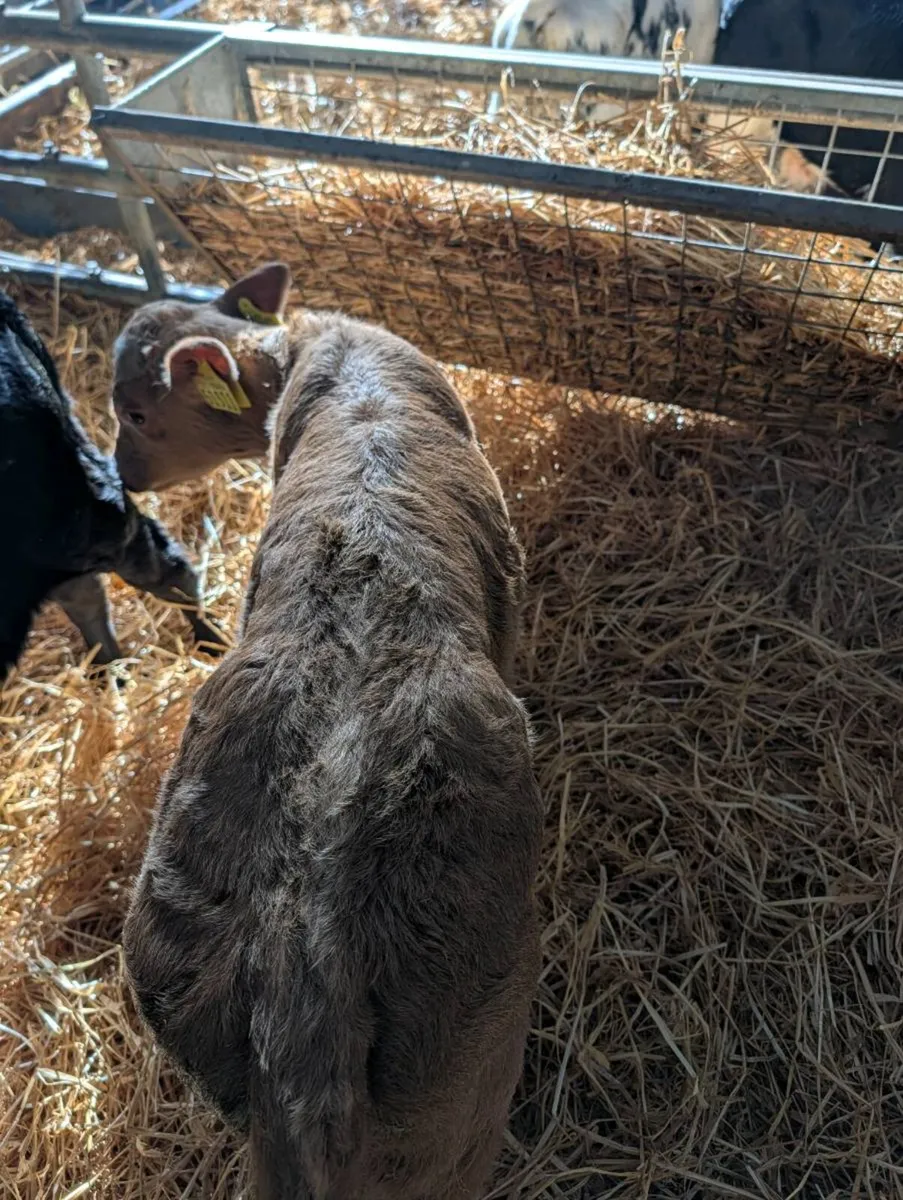 Suck foster calves calf - Image 4