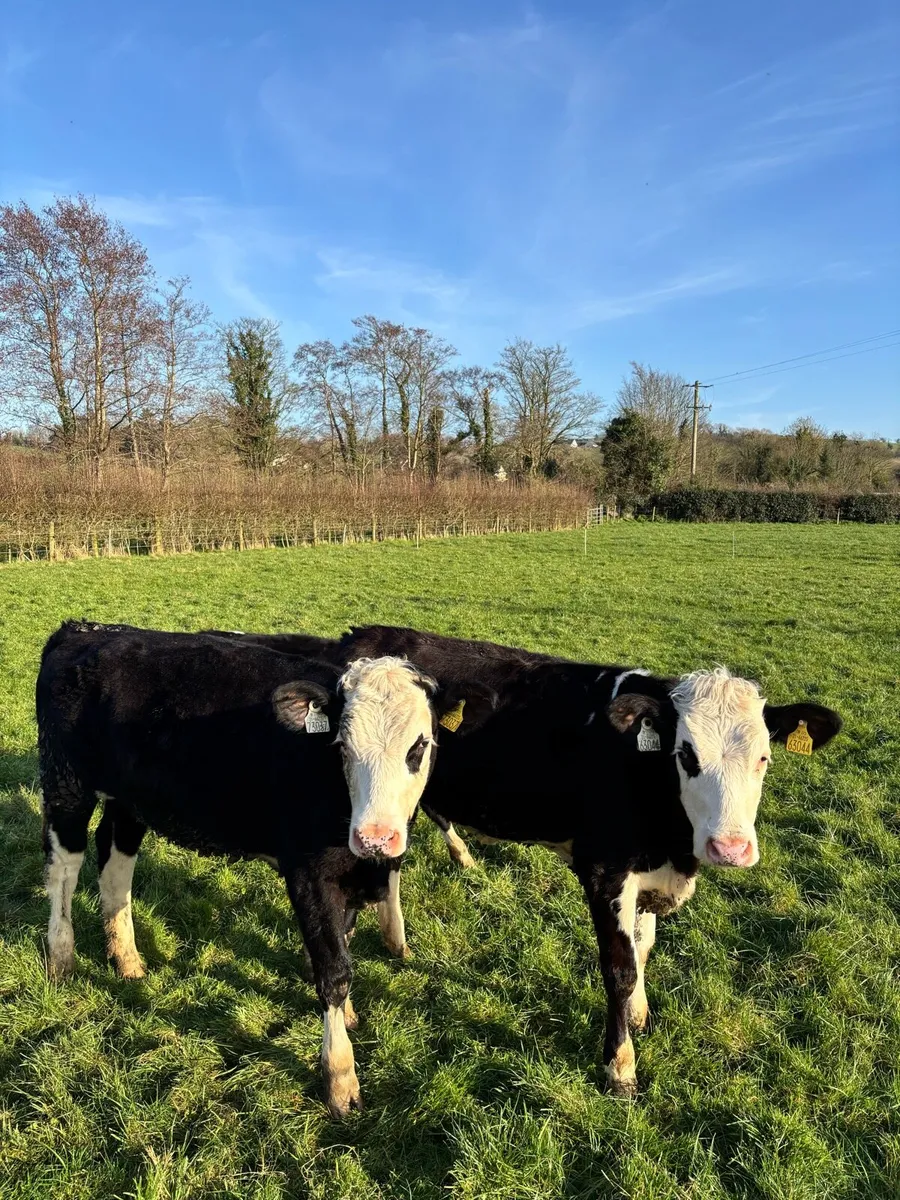 3 Hereford heifers and 2 bulls - Image 1