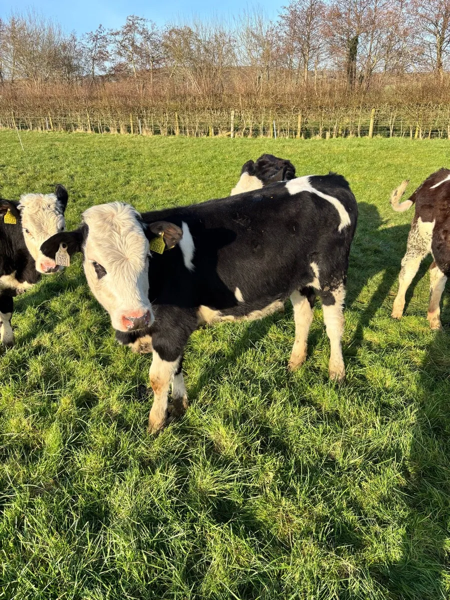 3 Hereford heifers and 2 bulls - Image 2