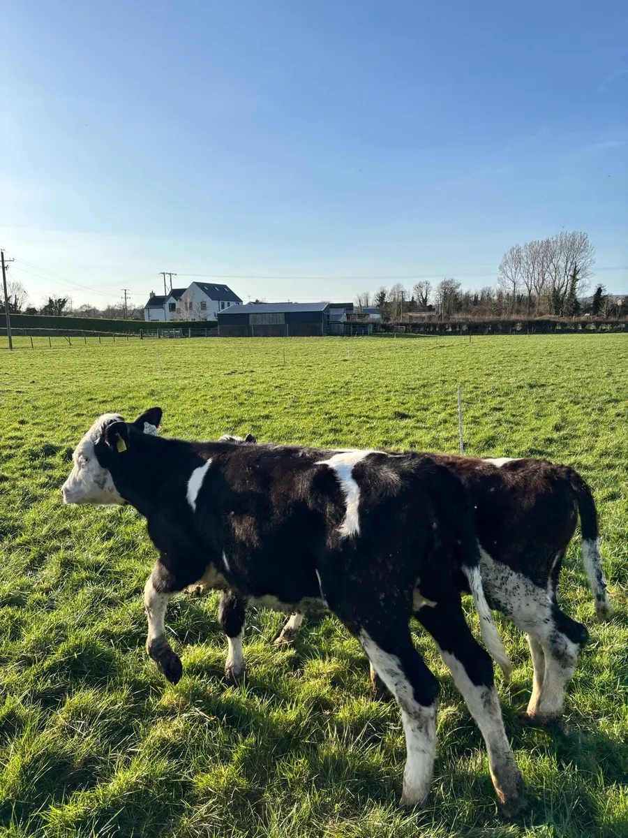 3 Hereford heifers and 2 bulls - Image 3