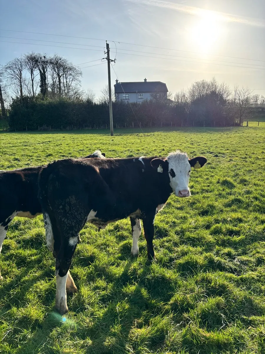 3 Hereford heifers and 2 bulls - Image 4