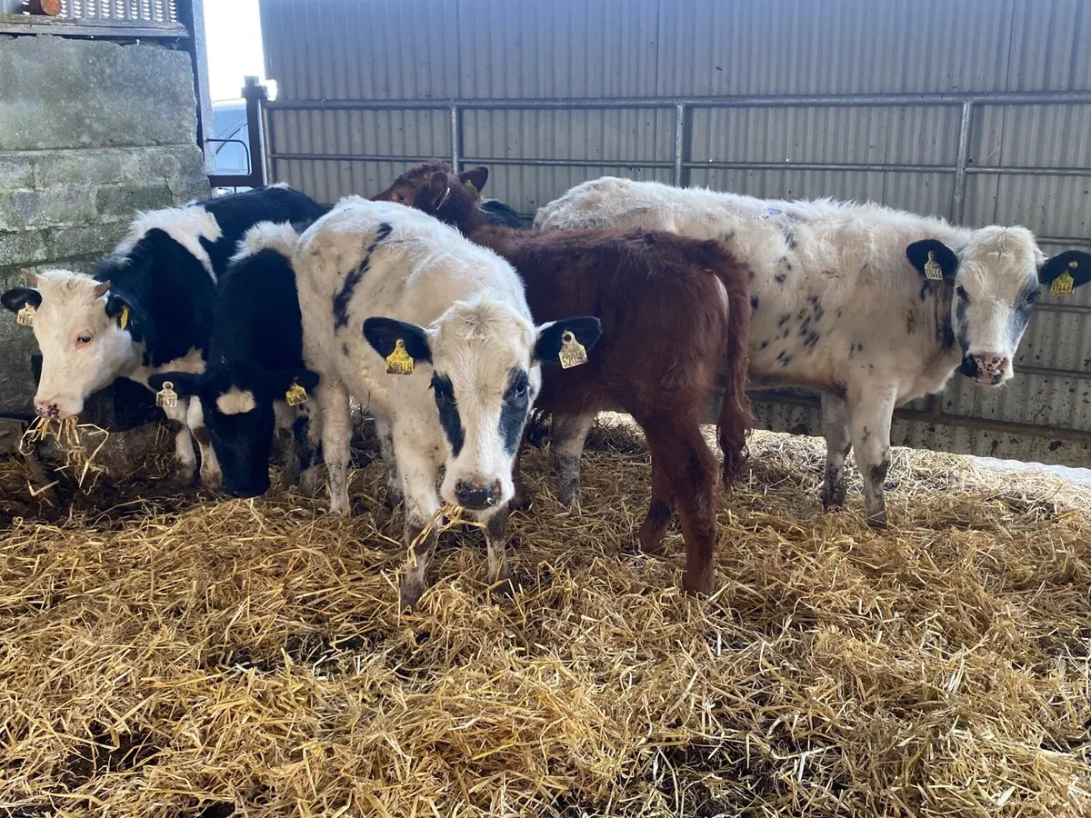 5 Super Weanling Heifers - Image 1