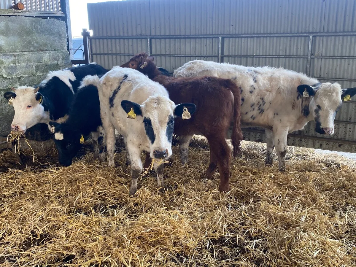 5 Super Weanling Heifers - Image 3