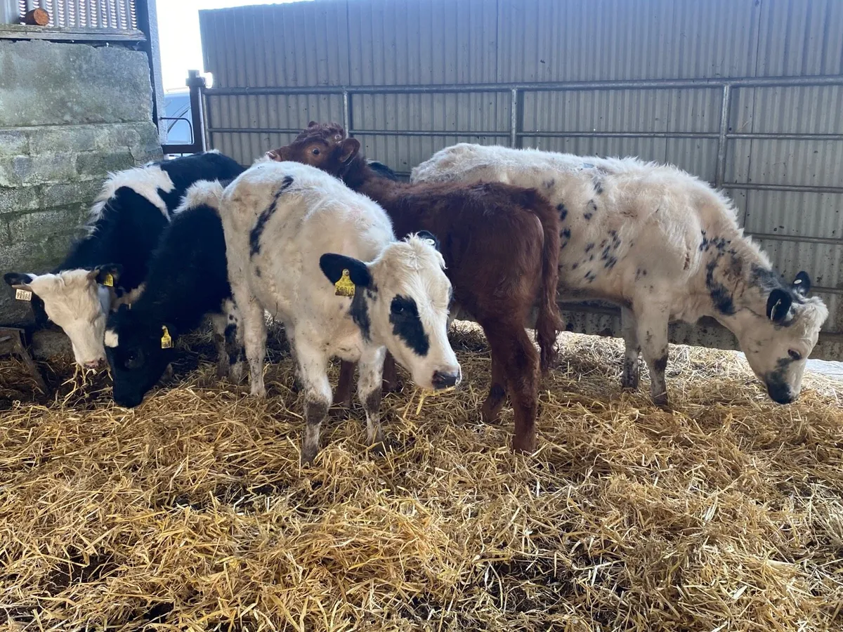 5 Super Weanling Heifers - Image 4