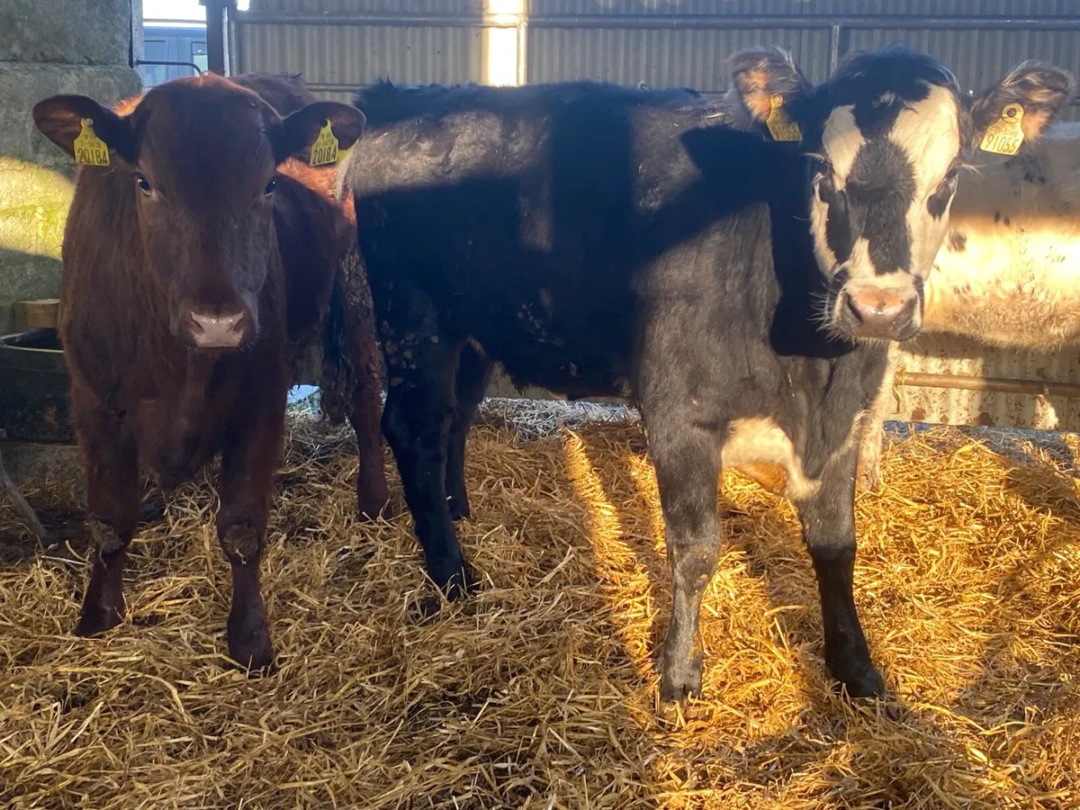 2 Super Heifers - Image 1