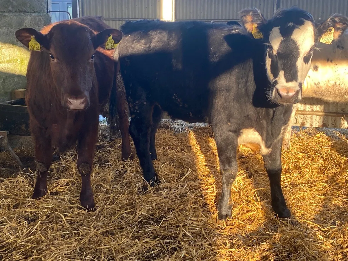 2 Super Heifers - Image 3