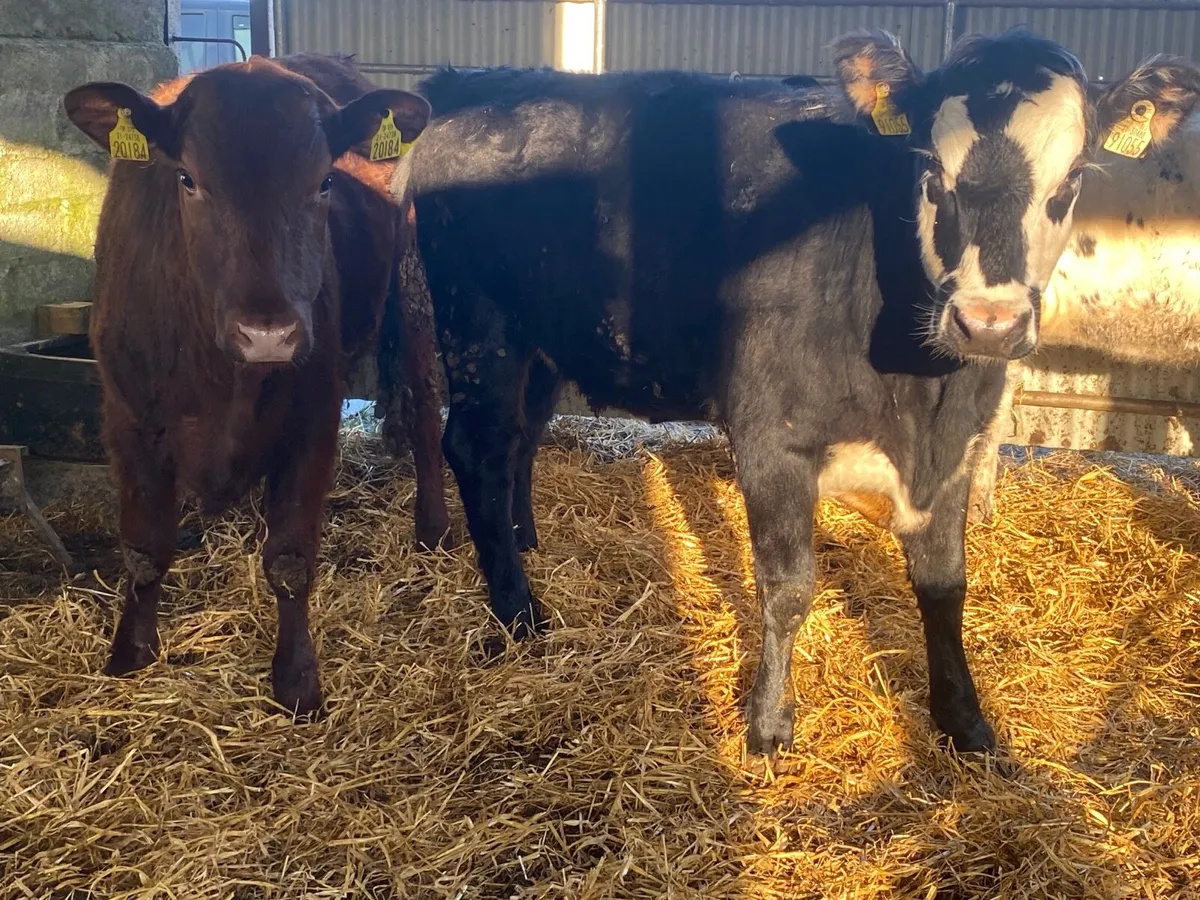 2 Super Heifers - Image 2