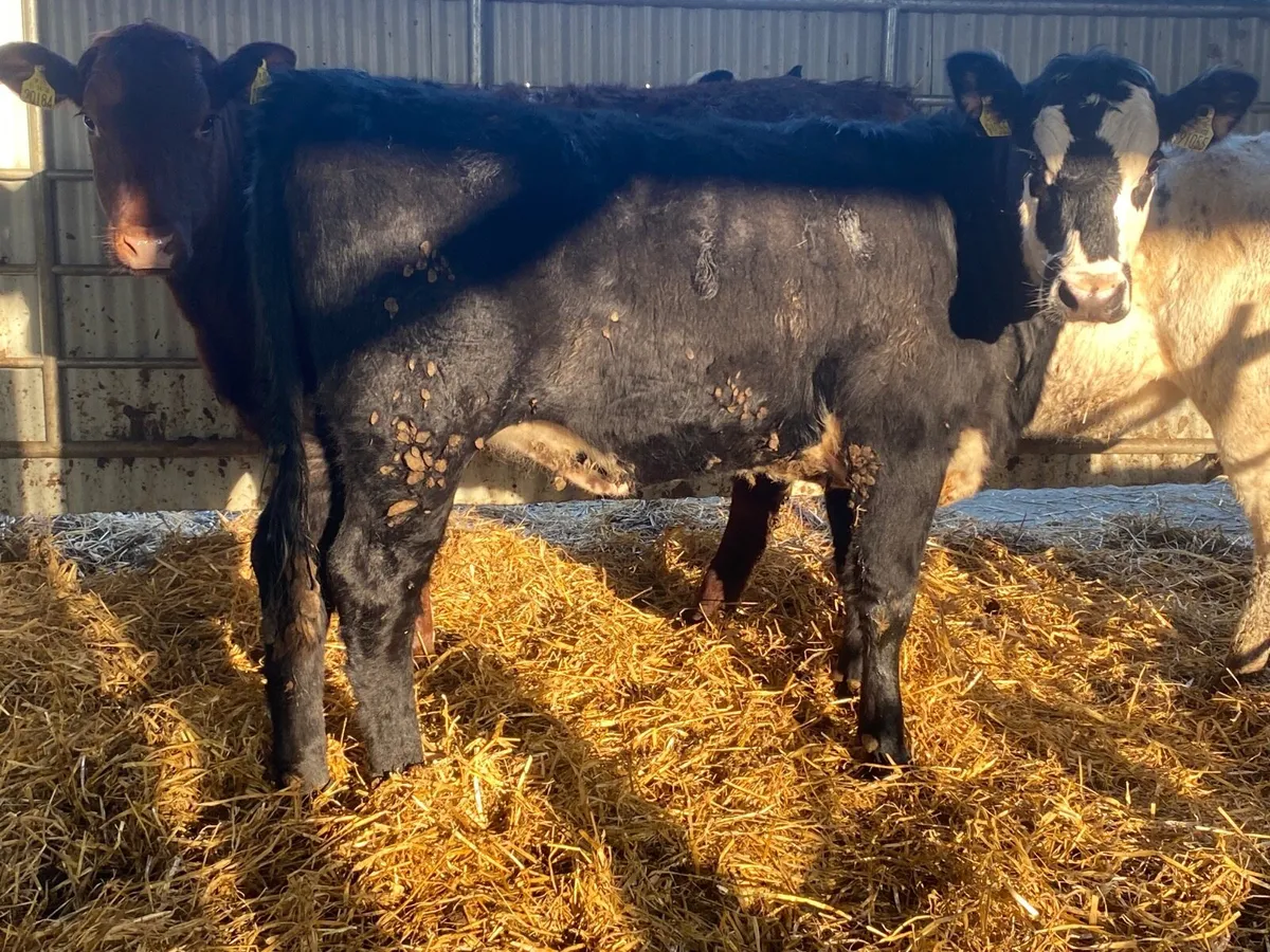 2 Super Heifers - Image 4