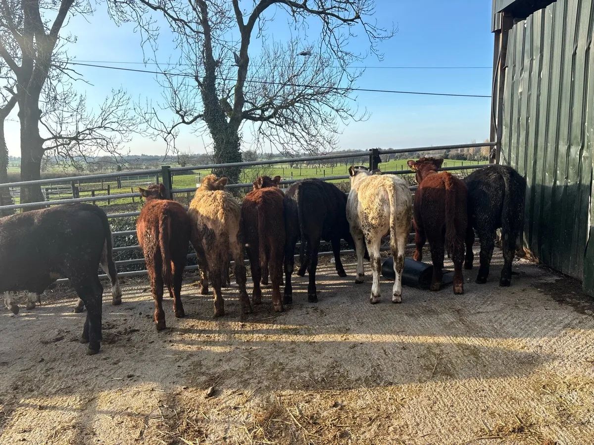 10 super suckler bred continental bulls - Image 2