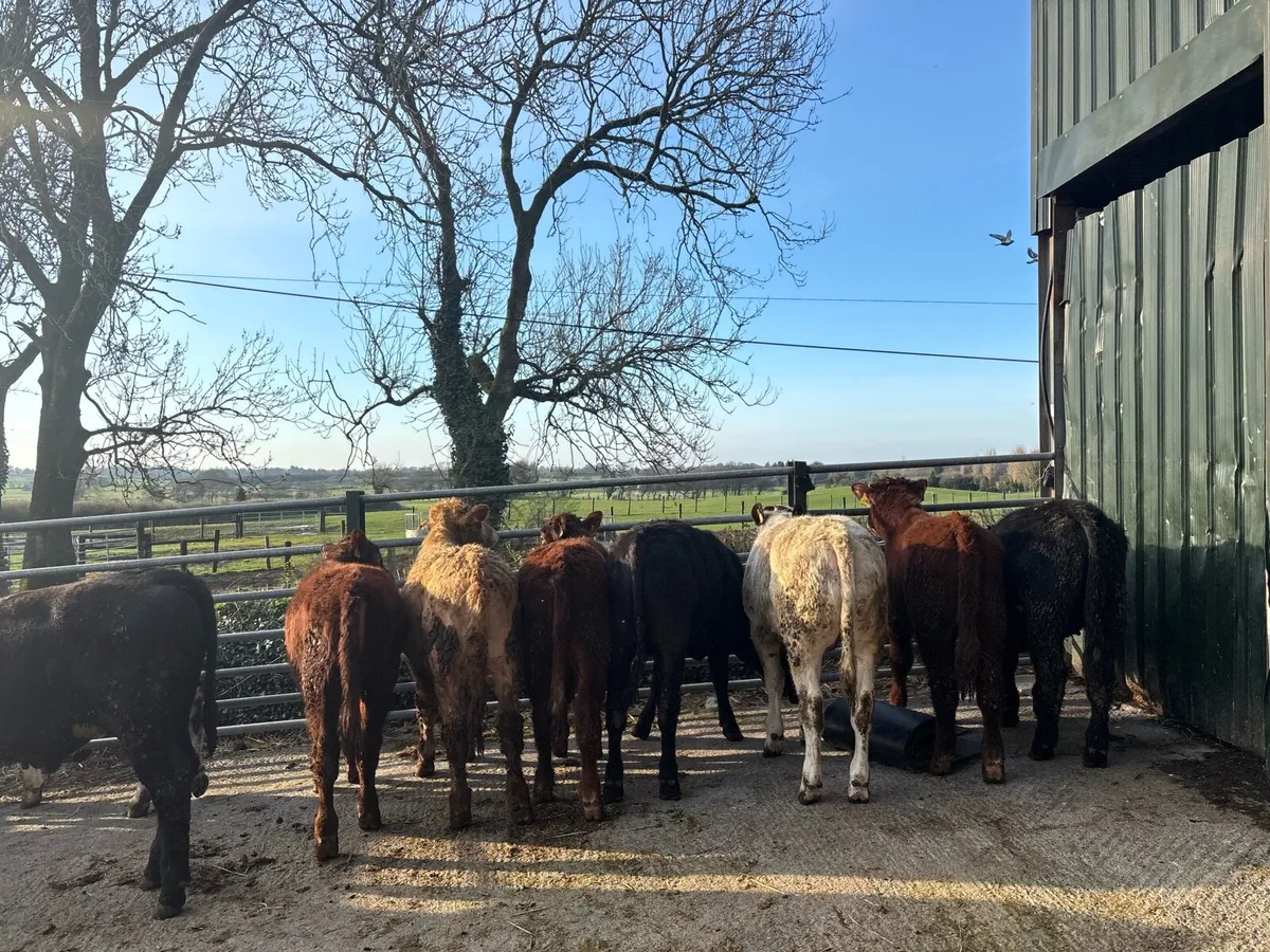 10 super suckler bred continental bulls - Image 3