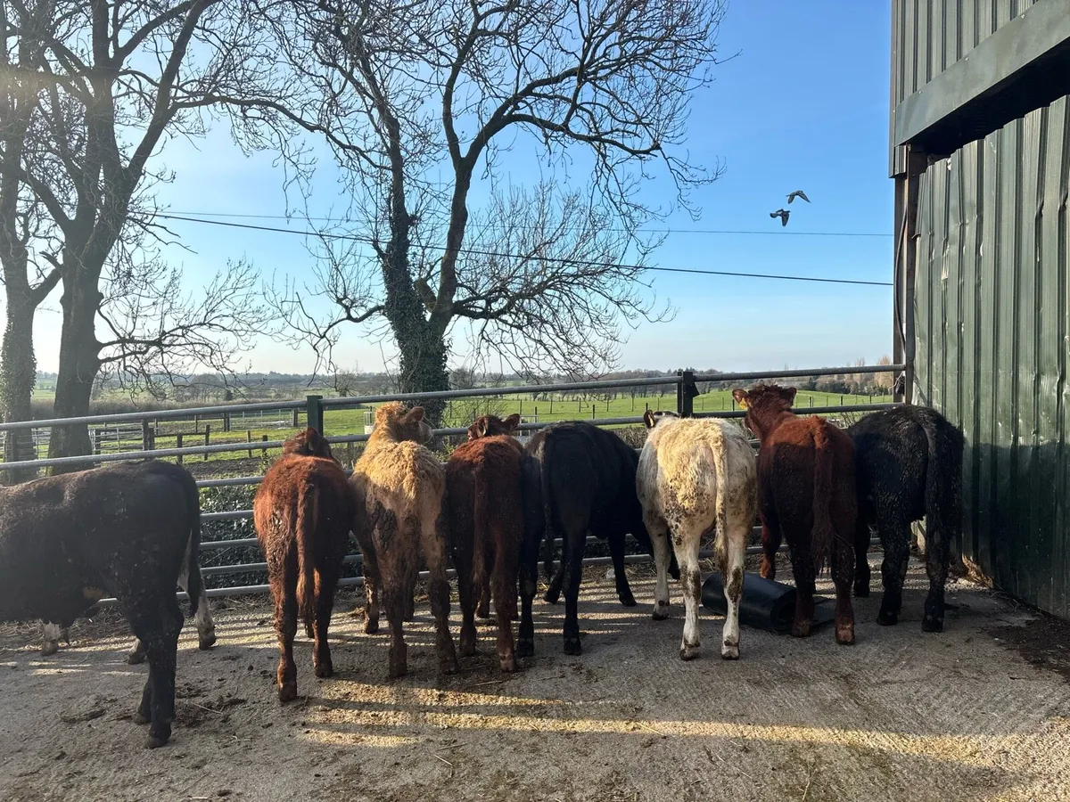 10 super suckler bred continental bulls - Image 4