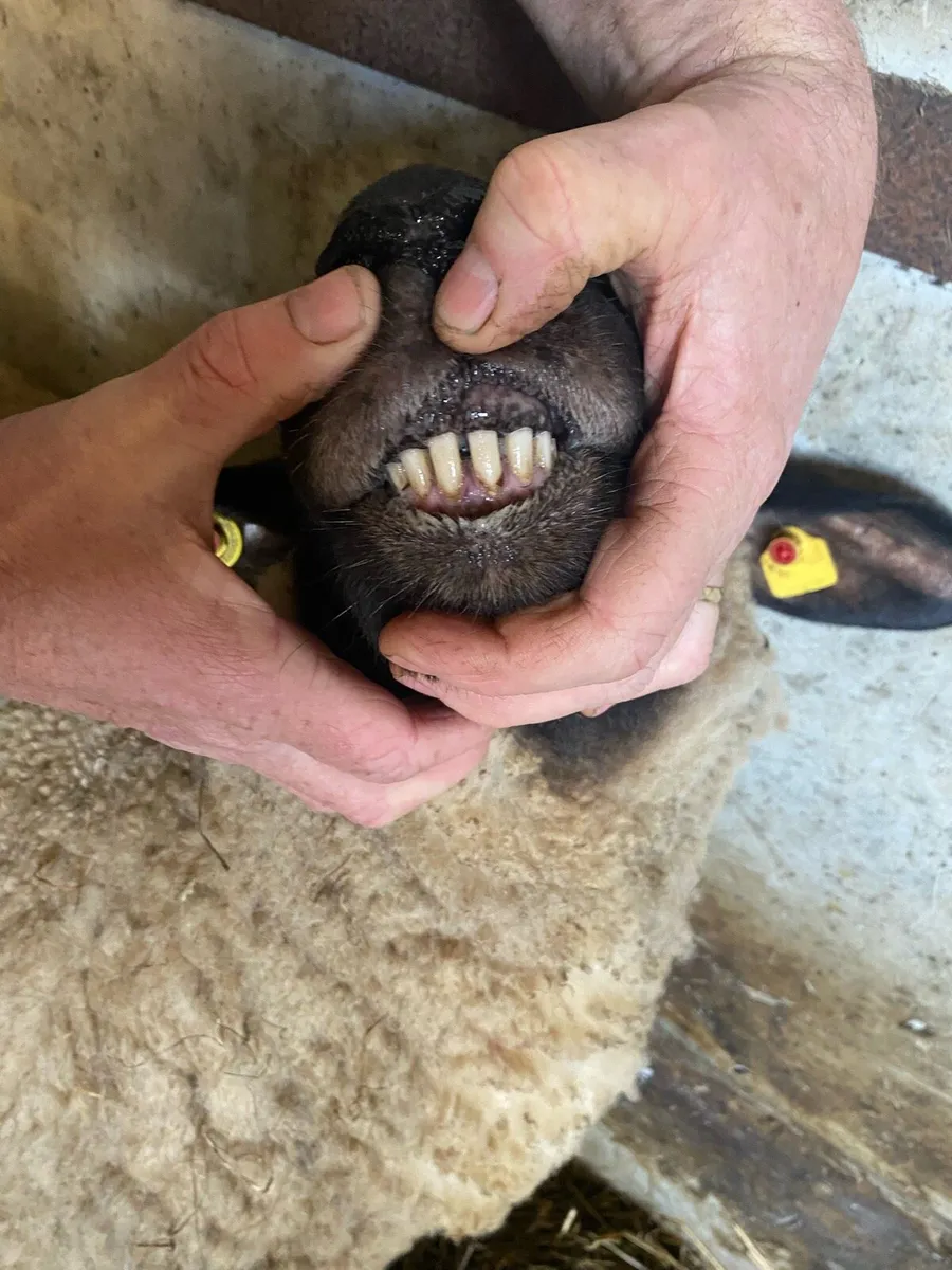 Foster ewe - Image 2