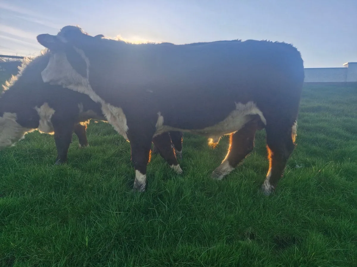 PBR hereford polled bulls - Image 3