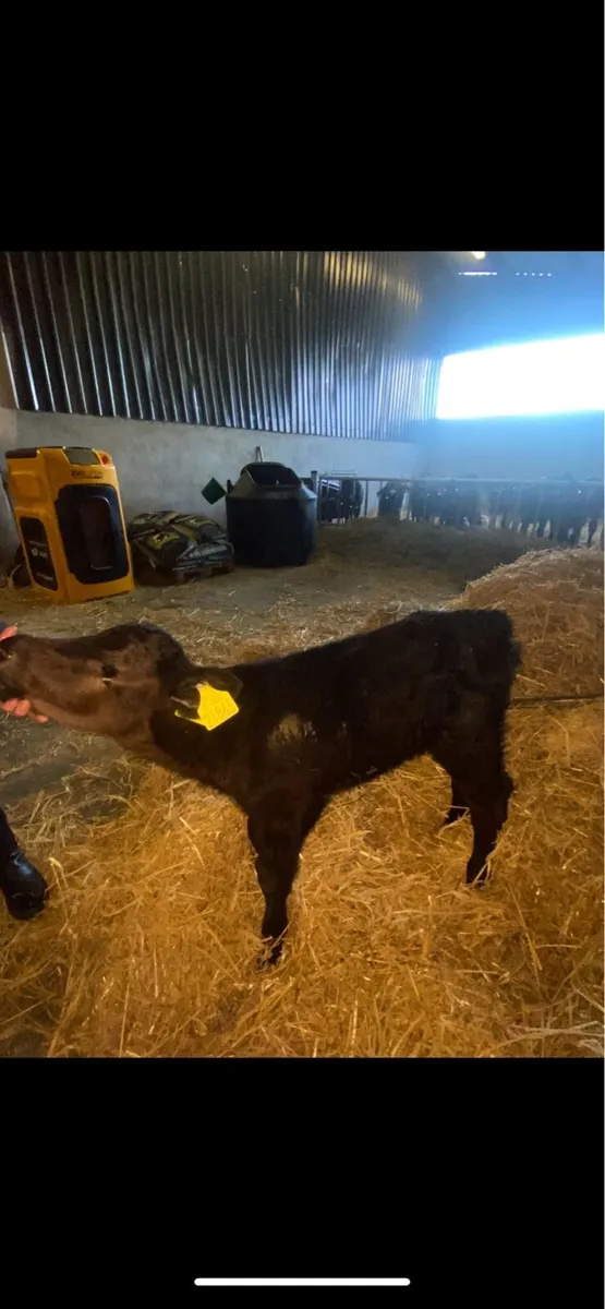 Calf - Image 2