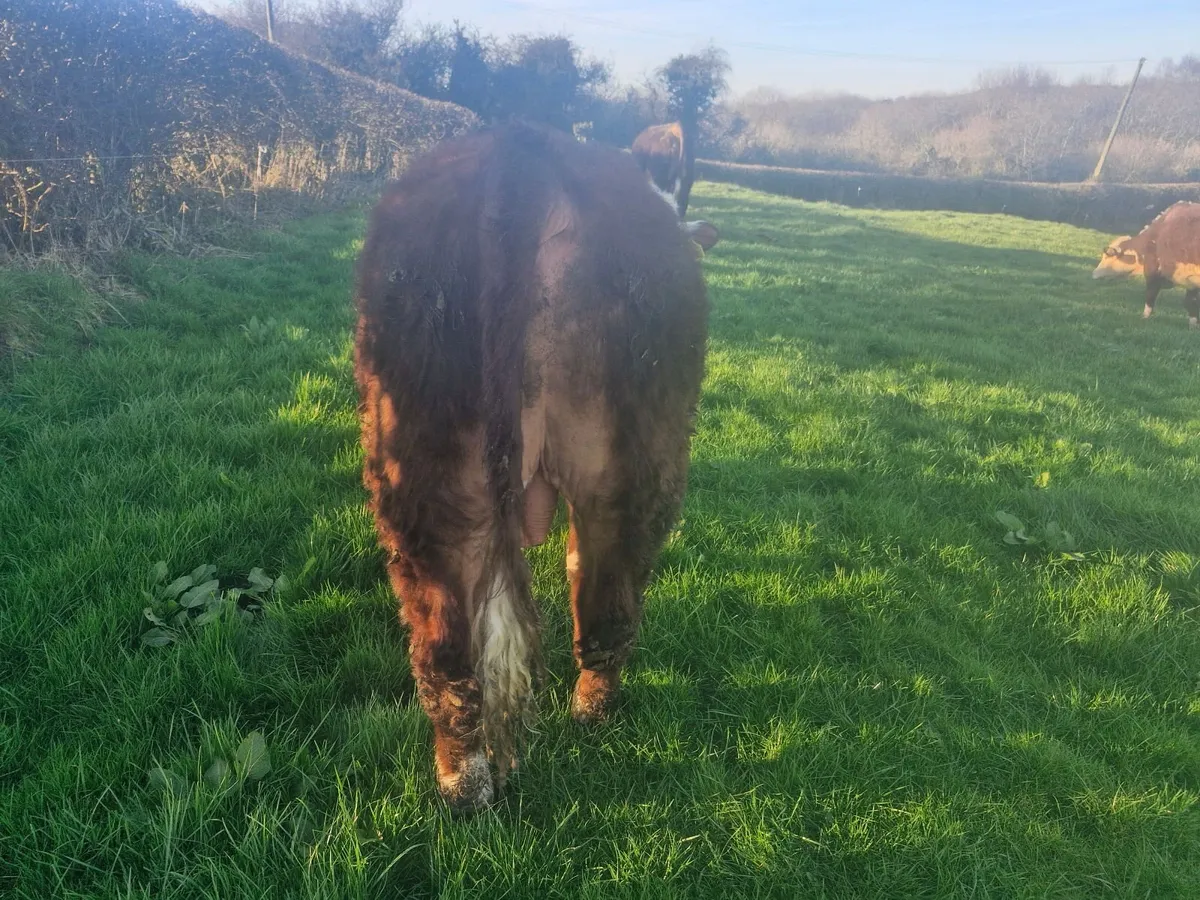 PBR hereford polled bulls - Image 4
