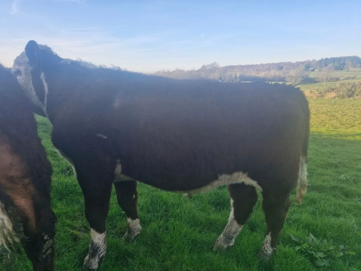 PBR hereford polled bulls - Image 1