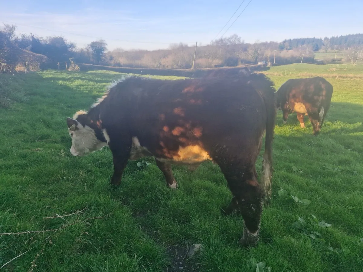 PBR hereford polled bulls - Image 2