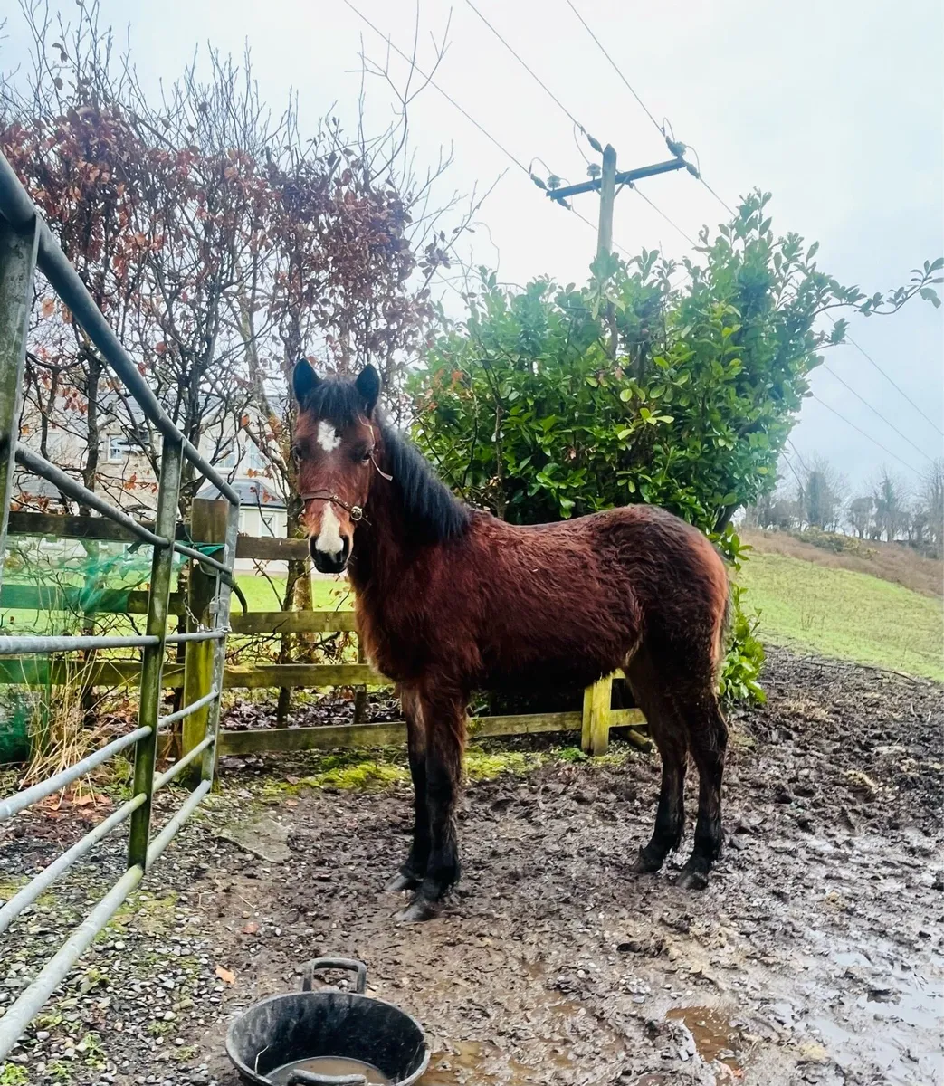 Bay Connemara Colt Foal - Image 1