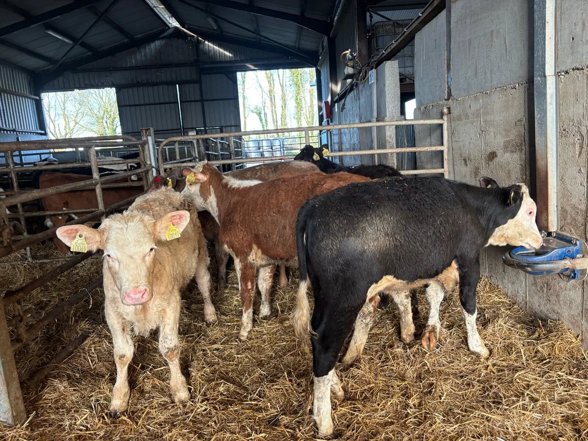 6 super continental weanling heifers - Image 1