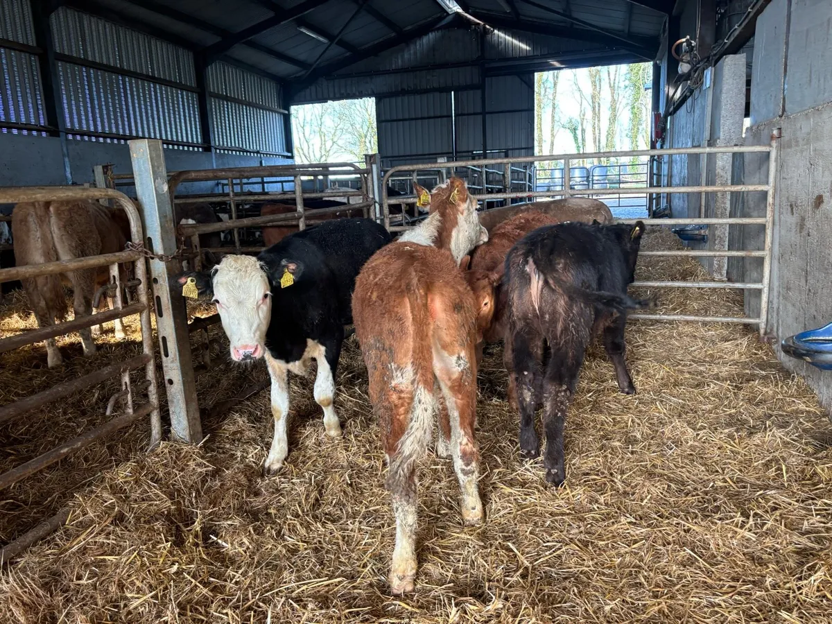 6 super continental weanling heifers - Image 2